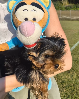 Yorkshire Terrier cuccioli