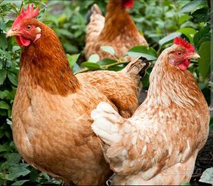 Galline ovaiole