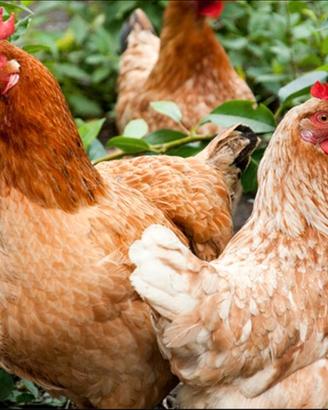 Galline ovaiole