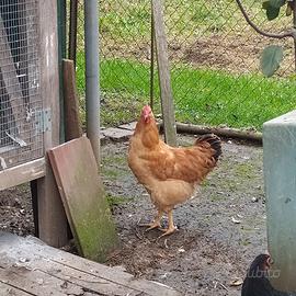 Gallo galline robusta lionata