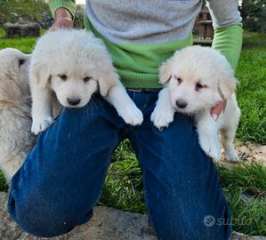 Cuccioli di maremmano