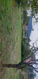 Terreno Edificabile Cintato