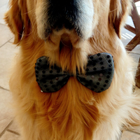 Disponibile per monta