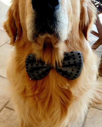 Golden retriever Disponibile per monta