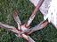 Immagine 2