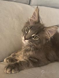 Vendita Maine Coon