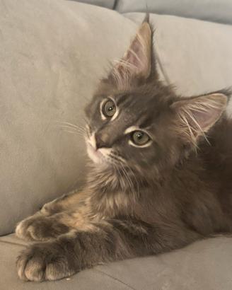 Vendita Maine Coon