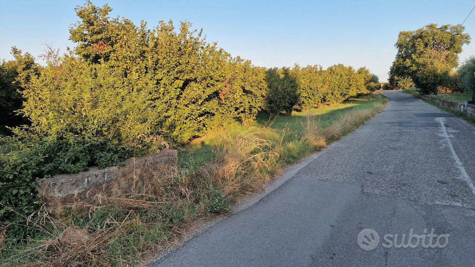 Capannone in Corchiano loc Fallarese - Altro