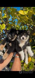 Shiba inu Salerno