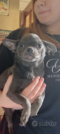 Maschio Chihuahua blu pelo corto