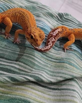 Red diamond stripe PH Eclipse