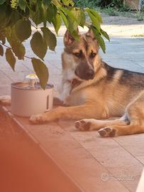 Pastore tedesco splendido