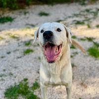 Scar, simil dogo, abbandonato da tutti