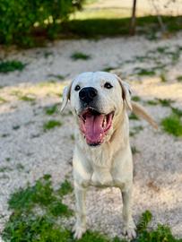 Scar, simil dogo, abbandonato da tutti