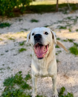 Scar, simil dogo, abbandonato da tutti