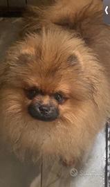 Spitz Pomerania Nano