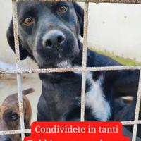 Adozione gratuita Amalia