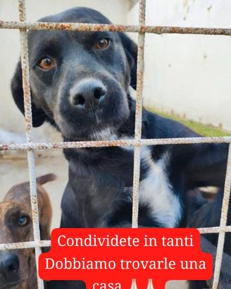 Adozione gratuita Amalia