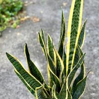 Sansevieria