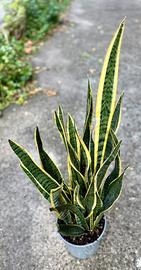 Sansevieria