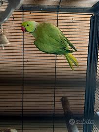 Coppia di Parrocchetti dal collare