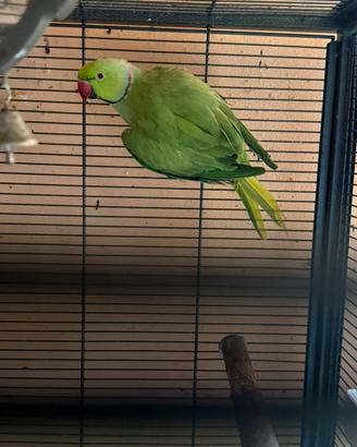 Coppia di Parrocchetti dal collare