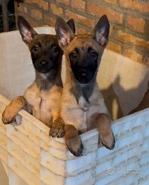 Cuccioli di pastore belga Malinois