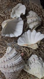 Tridacna gigante (Tridacna gigas),