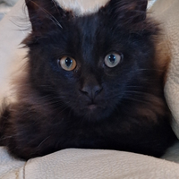 Maine Coon cuccioli pedigree