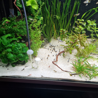 Pesci,ancistrus,pulivetro,acquario