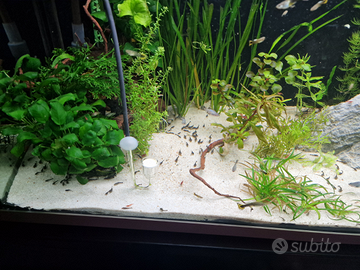 Pesci,ancistrus,pulivetro,acquario