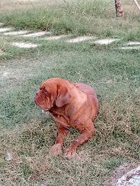 Dogue de bordeaux