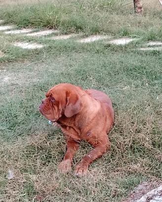 Dogue de bordeaux