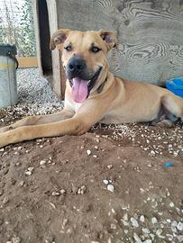 Splendido cucciolone taglia Grande