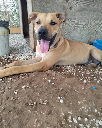 Splendido cucciolone taglia Grande