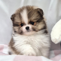 Cucciolo di spitz