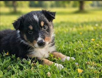 Pastore scozzese collie Lassie