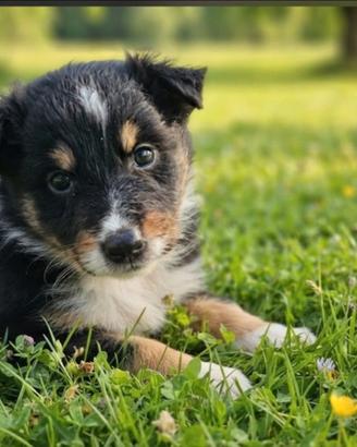 Pastore scozzese collie Lassie