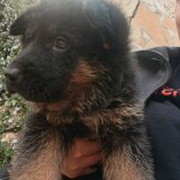 Cuccioli Pastore Tedesco