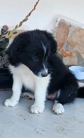 Border collie
