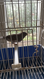 Canarino timbrado spagnolo