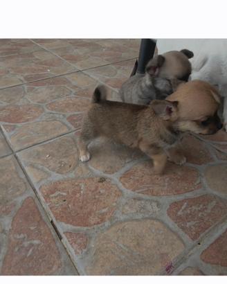 Cuccioli di chiwawa