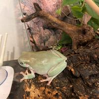 Litoria caerulea