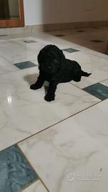 Cagnolina barboncina