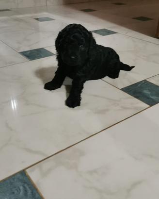 Cagnolina barboncina