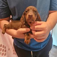 Cuccioli di bassotto cioccolato