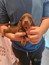 Cuccioli di bassotto cioccolato