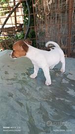 Cuccioli di jack Russell