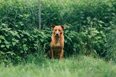 Festino cane meticcio in adozione