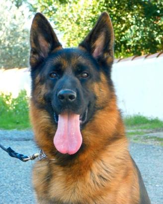 Cuccioli di Pastore Tedesco con pedigree Enci